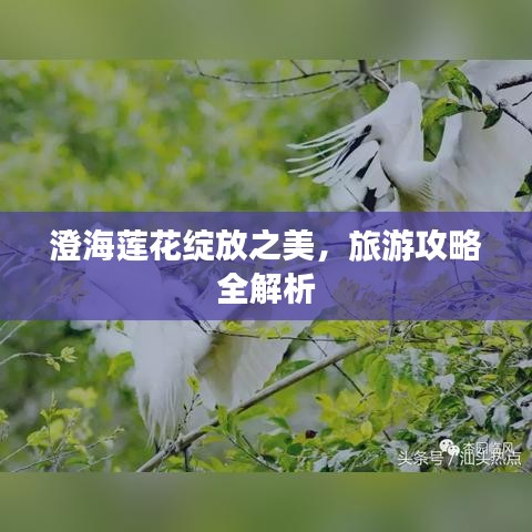 澄海蓮花綻放之美，旅游攻略全解析