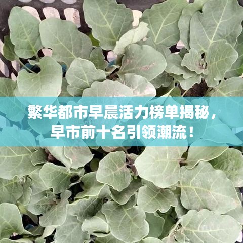 繁華都市早晨活力榜單揭秘，早市前十名引領潮流！