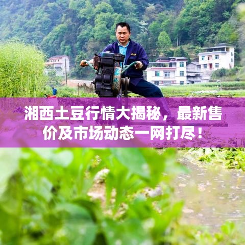 湘西土豆行情大揭秘，最新售價(jià)及市場動(dòng)態(tài)一網(wǎng)打盡！