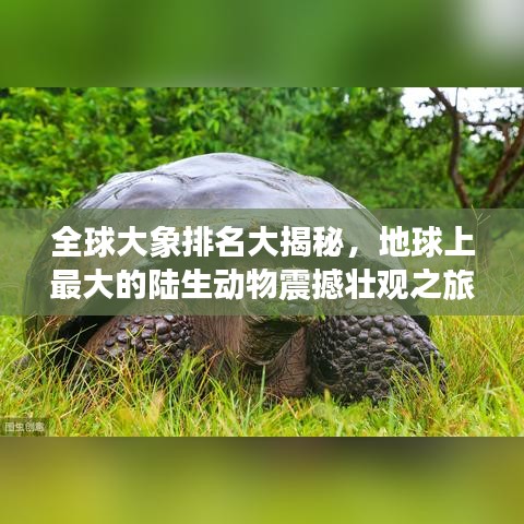 全球大象排名大揭秘，地球上最大的陸生動物震撼壯觀之旅