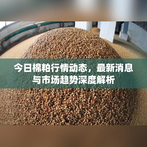 今日棉粕行情動(dòng)態(tài)，最新消息與市場(chǎng)趨勢(shì)深度解析