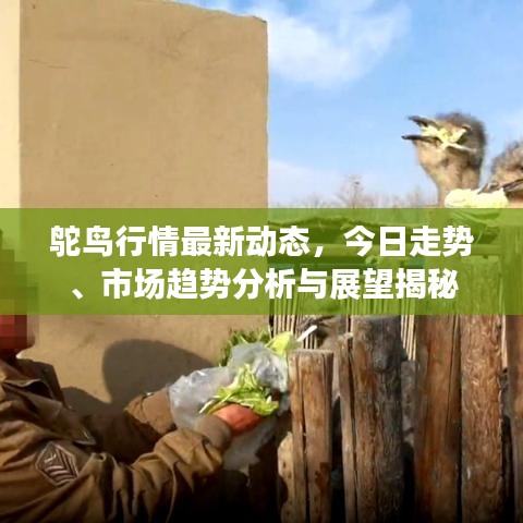 鴕鳥(niǎo)行情最新動(dòng)態(tài)，今日走勢(shì)、市場(chǎng)趨勢(shì)分析與展望揭秘