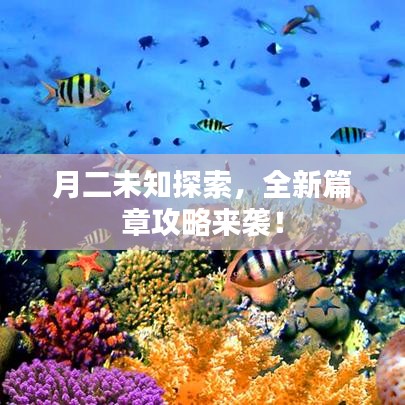 月二未知探索，全新篇章攻略來襲！