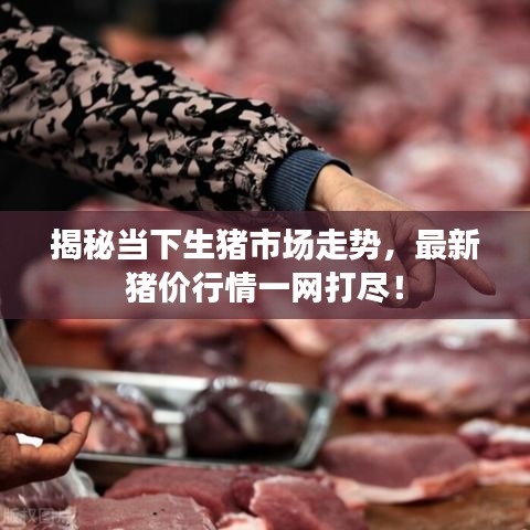揭秘當下生豬市場走勢，最新豬價行情一網(wǎng)打盡！