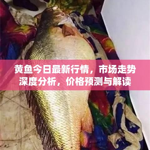 黃魚今日最新行情，市場(chǎng)走勢(shì)深度分析，價(jià)格預(yù)測(cè)與解讀