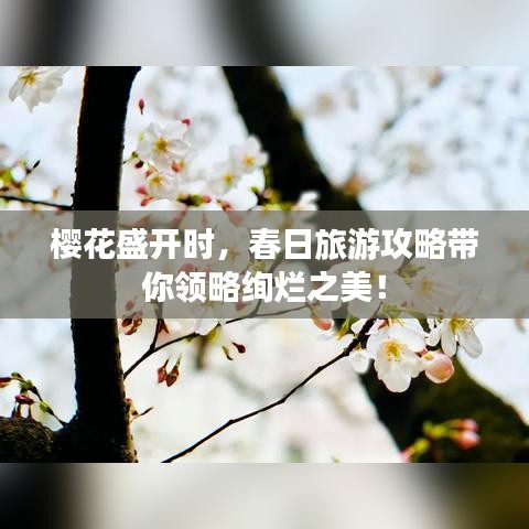 櫻花盛開時，春日旅游攻略帶你領(lǐng)略絢爛之美！