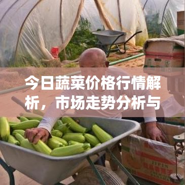 今日蔬菜價(jià)格行情解析，市場(chǎng)走勢(shì)分析與未來(lái)預(yù)測(cè)