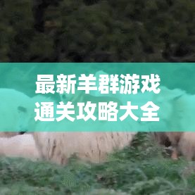 最新羊群游戲通關(guān)攻略大全，輕松成為領(lǐng)頭羊！