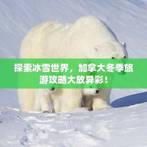 探索冰雪世界，加拿大冬季旅游攻略大放異彩！