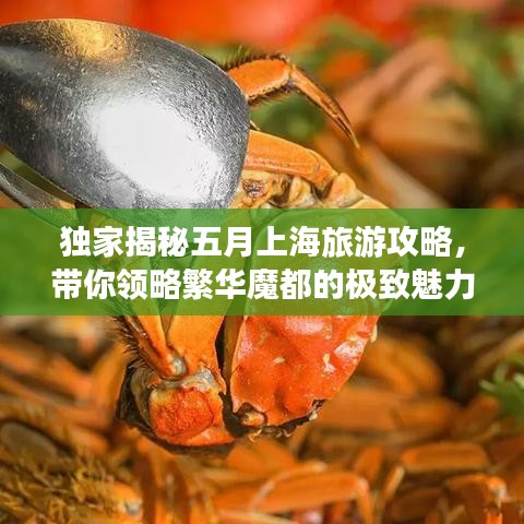 獨(dú)家揭秘五月上海旅游攻略，帶你領(lǐng)略繁華魔都的極致魅力體驗(yàn)