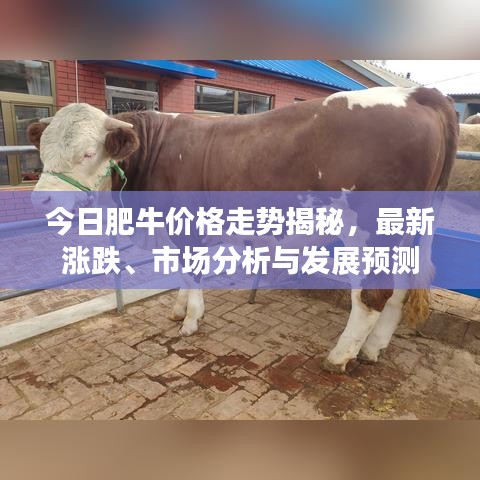 今日肥牛價格走勢揭秘，最新漲跌、市場分析與發(fā)展預(yù)測