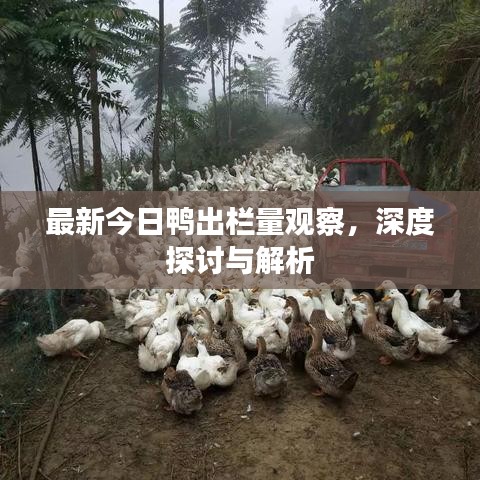 最新今日鴨出欄量觀察，深度探討與解析