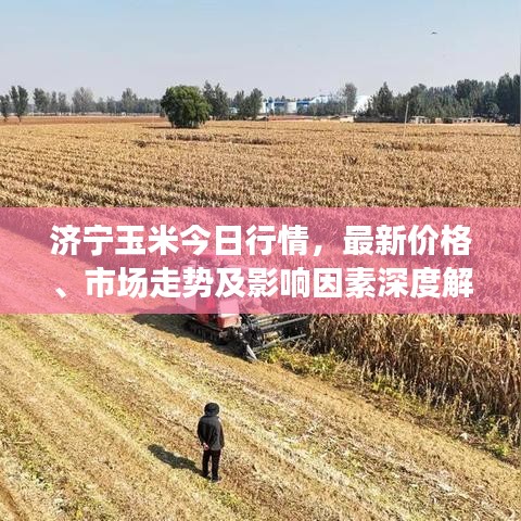 濟(jì)寧玉米今日行情，最新價(jià)格、市場(chǎng)走勢(shì)及影響因素深度解析