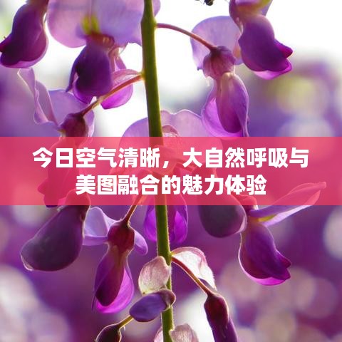 今日空氣清晰，大自然呼吸與美圖融合的魅力體驗