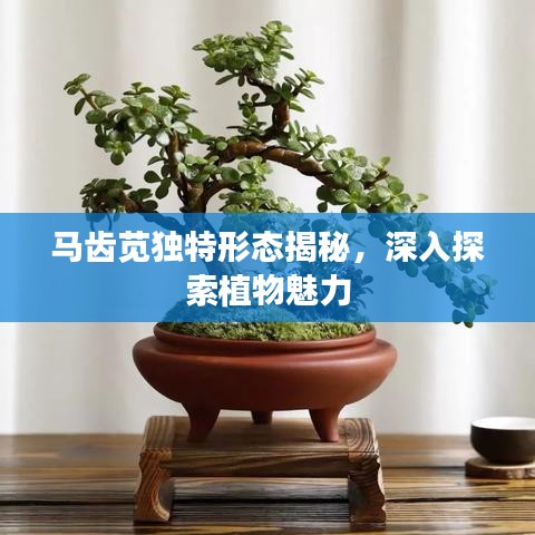 馬齒莧獨(dú)特形態(tài)揭秘，深入探索植物魅力