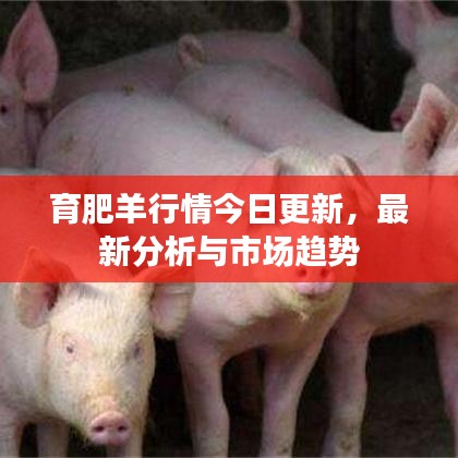 育肥羊行情今日更新，最新分析與市場趨勢