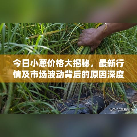 今日小蔥價格大揭秘，最新行情及市場波動背后的原因深度解析