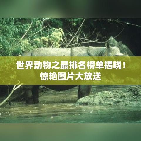 世界動物之最排名榜單揭曉！驚艷圖片大放送