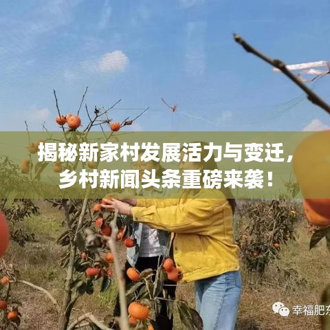 揭秘新家村發(fā)展活力與變遷，鄉(xiāng)村新聞頭條重磅來襲！