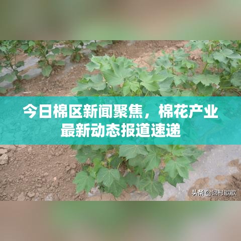 今日棉區(qū)新聞聚焦，棉花產(chǎn)業(yè)最新動態(tài)報道速遞
