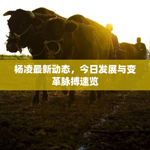楊凌最新動態(tài)，今日發(fā)展與變革脈搏速覽