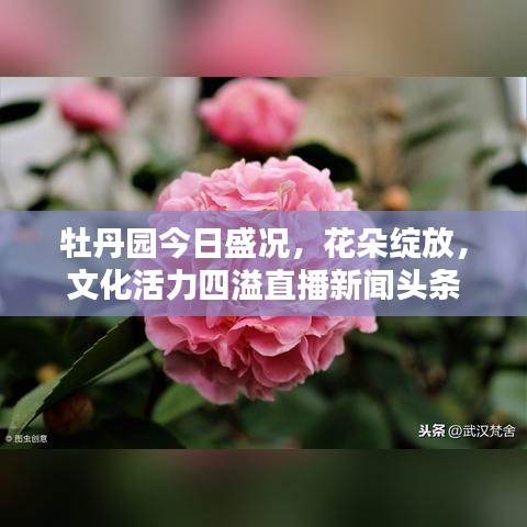 牡丹園今日盛況，花朵綻放，文化活力四溢直播新聞頭條