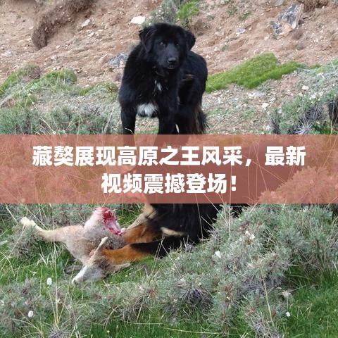 藏獒展現(xiàn)高原之王風采，最新視頻震撼登場！