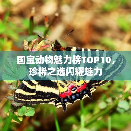 國寶動物魅力榜TOP10，珍稀之選閃耀魅力