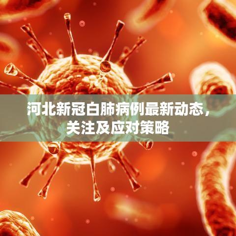 河北新冠白肺病例最新動態(tài)，關(guān)注及應(yīng)對策略