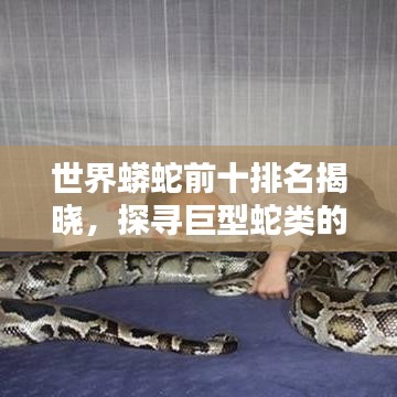 世界蟒蛇前十排名揭曉，探尋巨型蛇類的神秘面紗