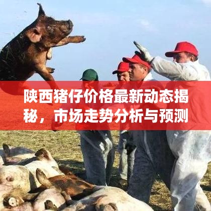 陜西豬仔價(jià)格最新動(dòng)態(tài)揭秘，市場(chǎng)走勢(shì)分析與預(yù)測(cè)報(bào)告