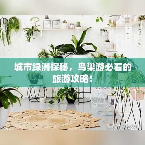 城市綠洲探秘，鳥巢游必看的旅游攻略！