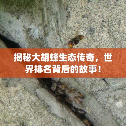 揭秘大胡蜂生態(tài)傳奇，世界排名背后的故事！