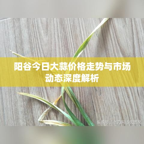 陽谷今日大蒜價格走勢與市場動態(tài)深度解析