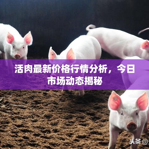 活肉最新價格行情分析，今日市場動態(tài)揭秘
