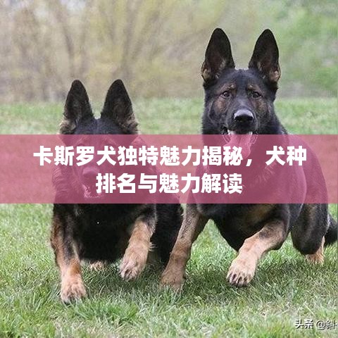 卡斯羅犬獨特魅力揭秘，犬種排名與魅力解讀