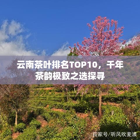 云南茶葉排名TOP10，千年茶韻極致之選探尋