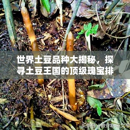 世界土豆品種大揭秘，探尋土豆王國的頂級瑰寶排名！
