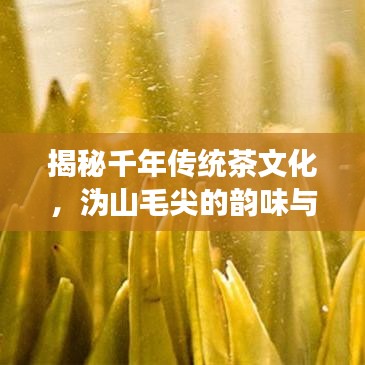 揭秘千年傳統(tǒng)茶文化，溈山毛尖的韻味與故事，百度帶你品味