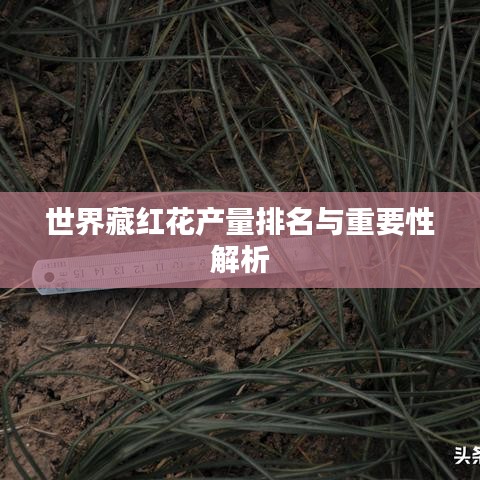 世界藏紅花產(chǎn)量排名與重要性解析