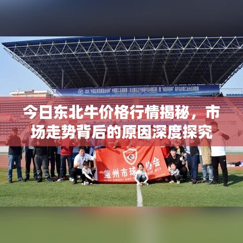 今日東北牛價格行情揭秘，市場走勢背后的原因深度探究