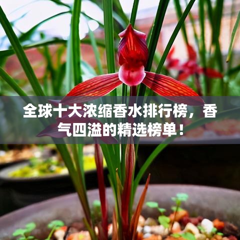 全球十大濃縮香水排行榜，香氣四溢的精選榜單！