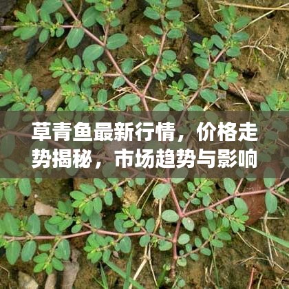 草青魚最新行情，價(jià)格走勢揭秘，市場趨勢與影響因素深度剖析