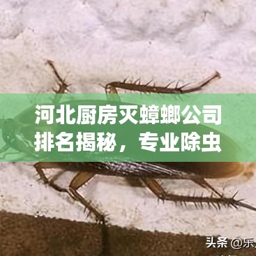 河北廚房滅蟑螂公司排名揭秘，專業(yè)除蟲，守護家庭衛(wèi)生安全