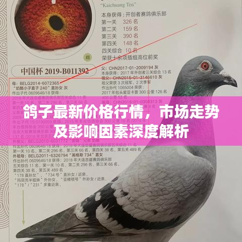 鴿子最新價格行情，市場走勢及影響因素深度解析
