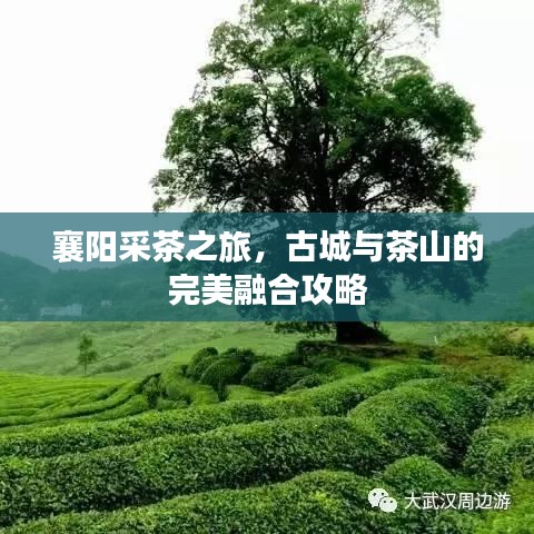 襄陽采茶之旅，古城與茶山的完美融合攻略