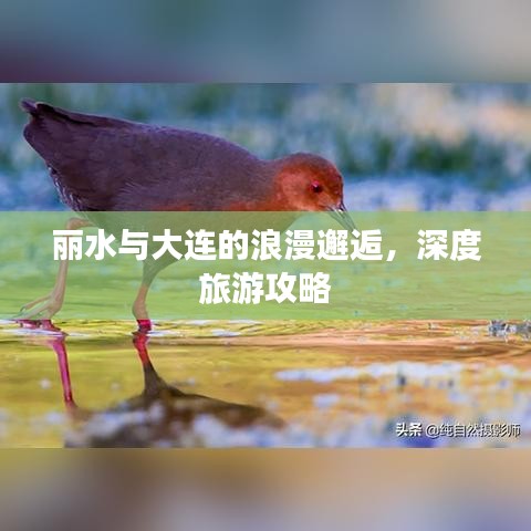 麗水與大連的浪漫邂逅，深度旅游攻略