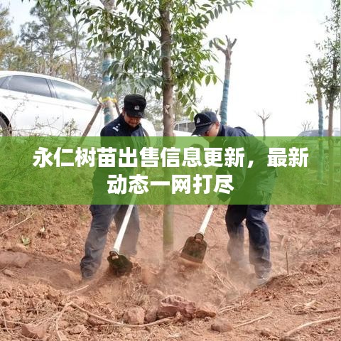 永仁樹(shù)苗出售信息更新，最新動(dòng)態(tài)一網(wǎng)打盡