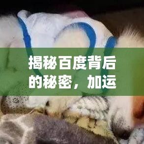 揭秘百度背后的秘密，加運美背后的故事與無限可能