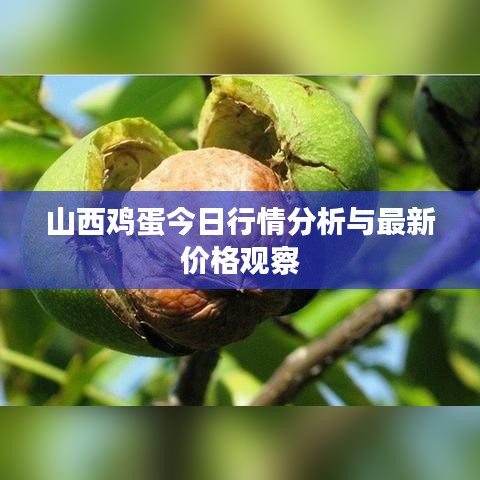 山西雞蛋今日行情分析與最新價格觀察